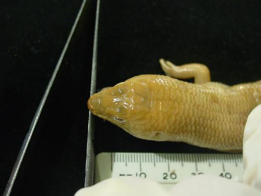Eugongylus rufescens (Shaw, 1802) - Eugongylus rufescens type M.macrura 1946.8.13.73 016.JPG