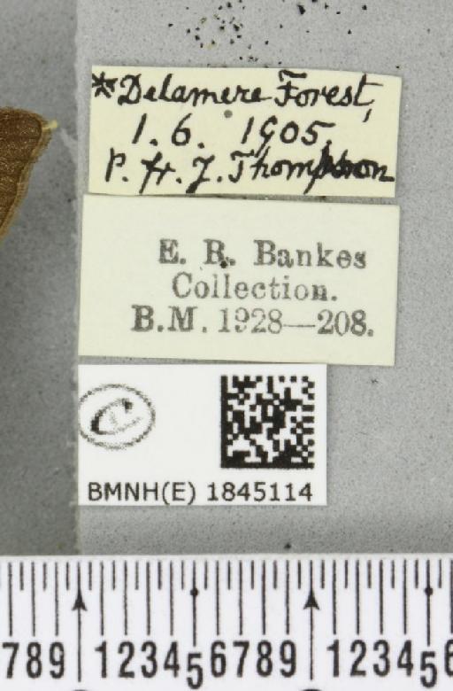 Macaria liturata ab. nigrofulvata Collins, 1905 - BMNHE_1845114_label_421548