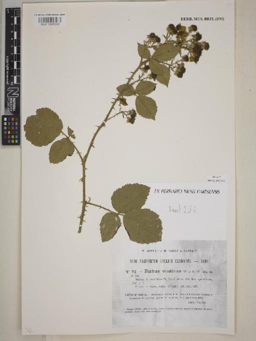 Rubus vestitus Weihe & Nees - BM013865880