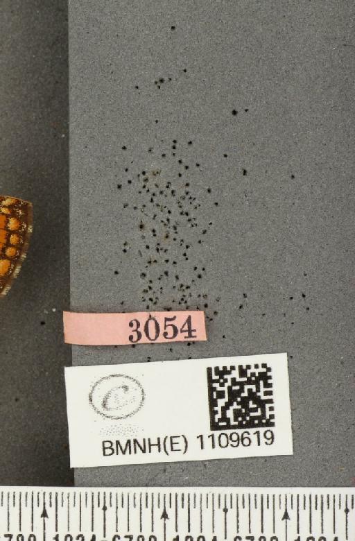Euphydryas aurinia (Rottemburg, 1775) - BMNHE_1109619_label_51260