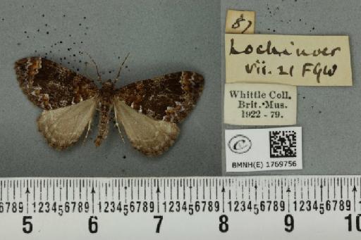 Dysstroma truncata truncata (Hufnagel, 1767) - BMNHE_1769756_350524