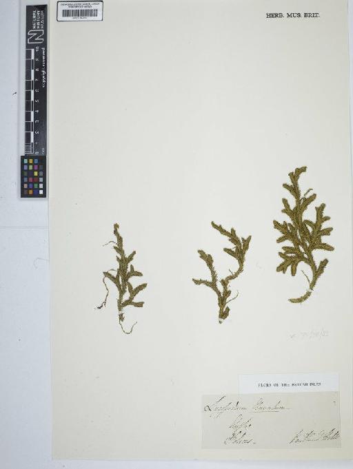 Lycopodium clavatum L. - BM001184640