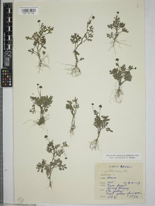 Chrysanthellum indicum DC. - 011031246