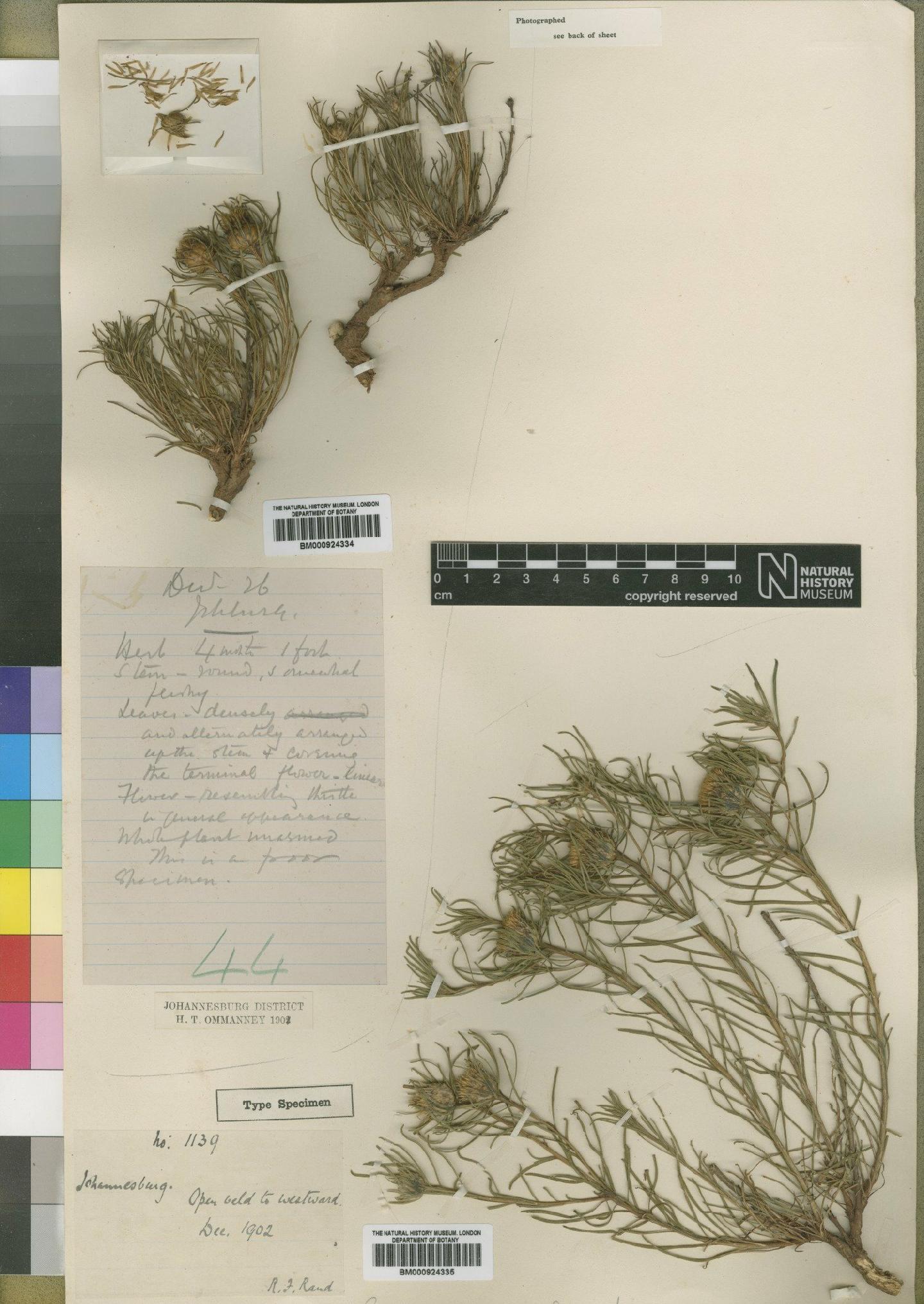 To NHMUK collection (Geigeria intermedia Moore; Type; NHMUK:ecatalogue:4529363)