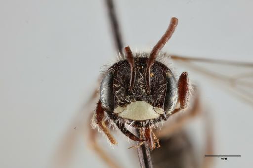 Andrena (Oreomelissa) amaguensis Cockerell, T., 1924 - 014025067_face