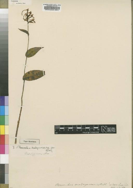 Brownleea madagascarica Ridl. - BM000042868