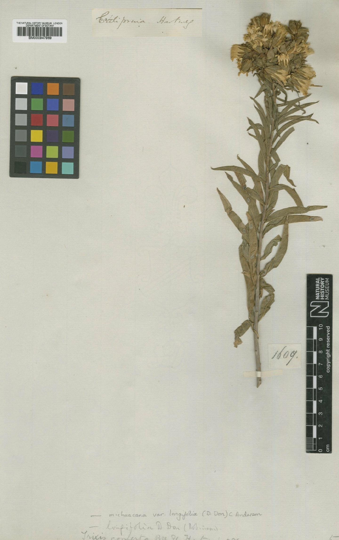 To NHMUK collection (Trixis michuacana var. longifolia (D.Don) C.E.Anderson; Type; NHMUK:ecatalogue:620715)