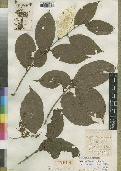 Cleistanthus kasaiensis var. paulopubescens Léonard - BM000911100