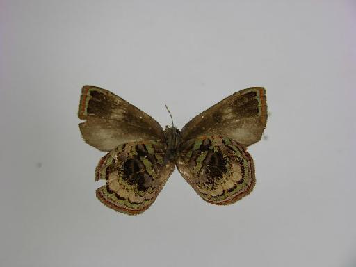 Iridana jacksoni Stempffer, 1964 - BMNH(E)# 1000686 Iridana jacksoni HT Female ventral