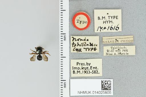 Pseudapis tshibindica Cockerell, 1935 - 014025806_839193_1668476-