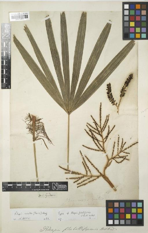 Rhapis excelsa (Thunb.) A.Henry - BM001040873