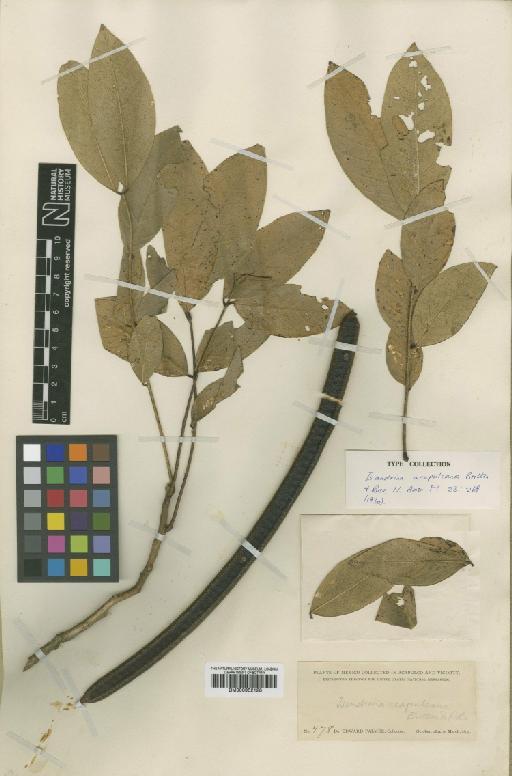 Senna mollissima var. glabrata H.S.Irwin & Barneby - BM000952128