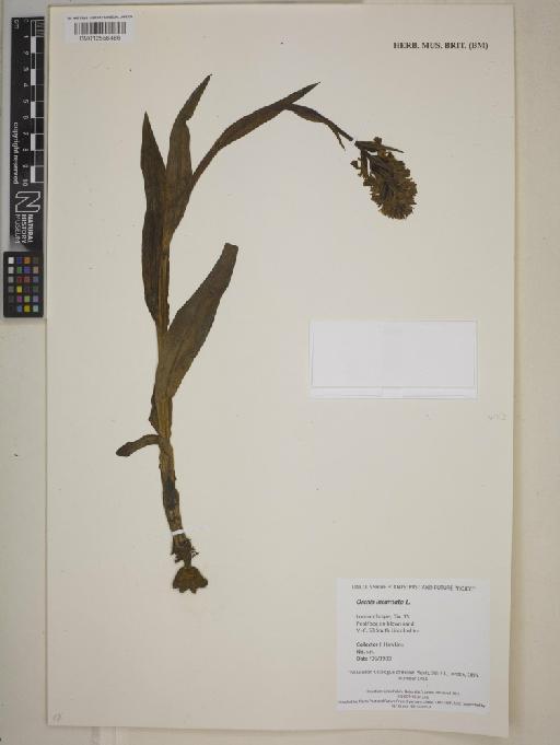 Dactylorhiza incarnata (L.) Soó - 012556486