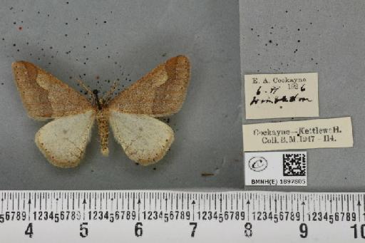 Agriopis marginaria ab. bicolor Lempke, 1952 - BMNHE_1897805_464668