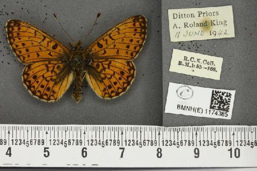 Boloria selene selene ab. extenuata Cabeau, 1922 - BMNHE_1174385_29829