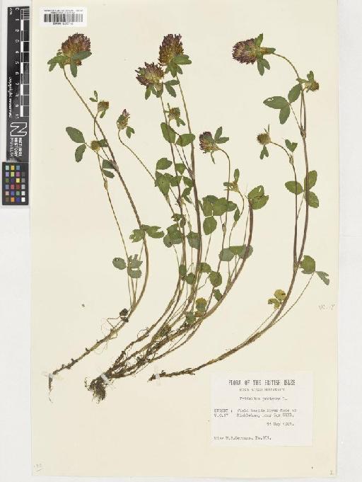 Trifolium pratense L. - BM001036712
