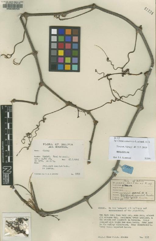 Cissus camiriensis Lombardi - BM000603420