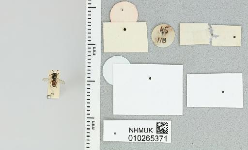 Halictus gemmatus Smith, F., 1853 - 010265371_additional