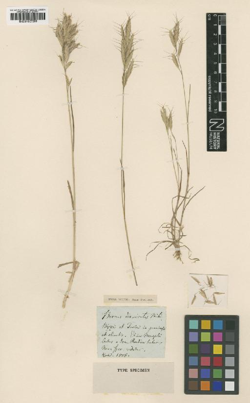 Bromus lanceolatus Roth - BM001067299