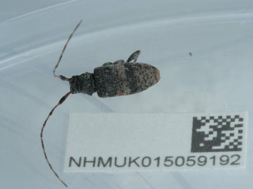 Leiopus (Leiopus) nebulosus (Linnaeus, 1758) - 015059192_3