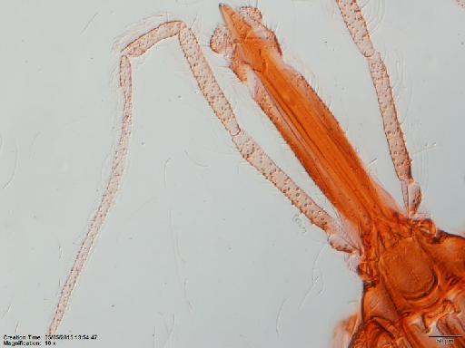 Lutzomyia spinicrassa species group Verrucarum Morales-Alarcon et al., 1969 - Lutzomyia_spinacrassa-BMNH(E)1722094_PT-female_mouthparts-10x.tif