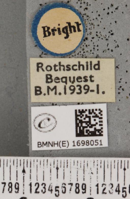 Nycteola revayana ab. lichenodes Sheldon, 1919 - BMNHE_1698051_label_295150