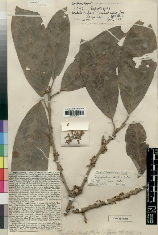 Chrysophyllum albidum G.Don - BM000925375
