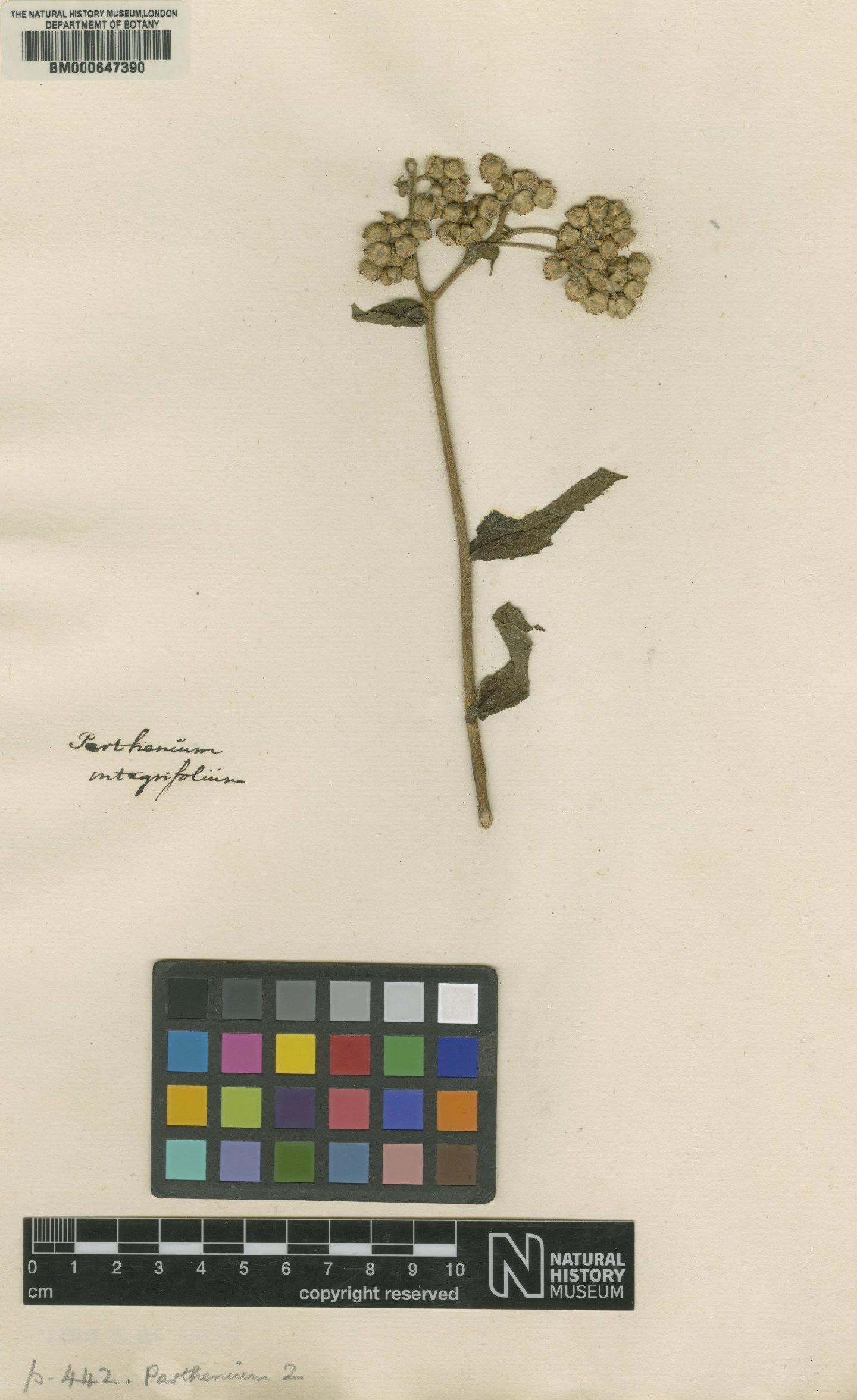 To NHMUK collection (Parthenium integrifolium L.; Original material; NHMUK:ecatalogue:4704230)