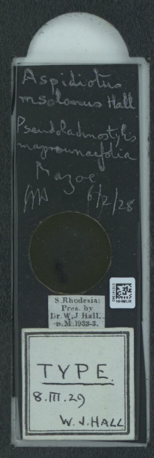 Aspidiotus msolanus Hall, 1929 - 010141340_117468_1097383
