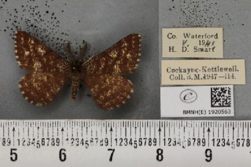 Ematurga atomaria (Linnaeus, 1758) - BMNHE_1920563_486439