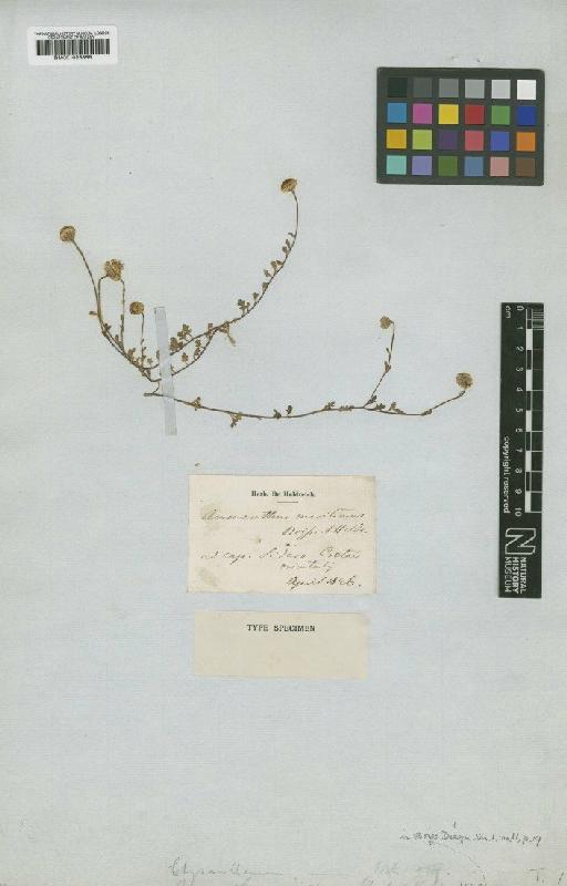 Anthemis ammanthus Greuter - BM001025855