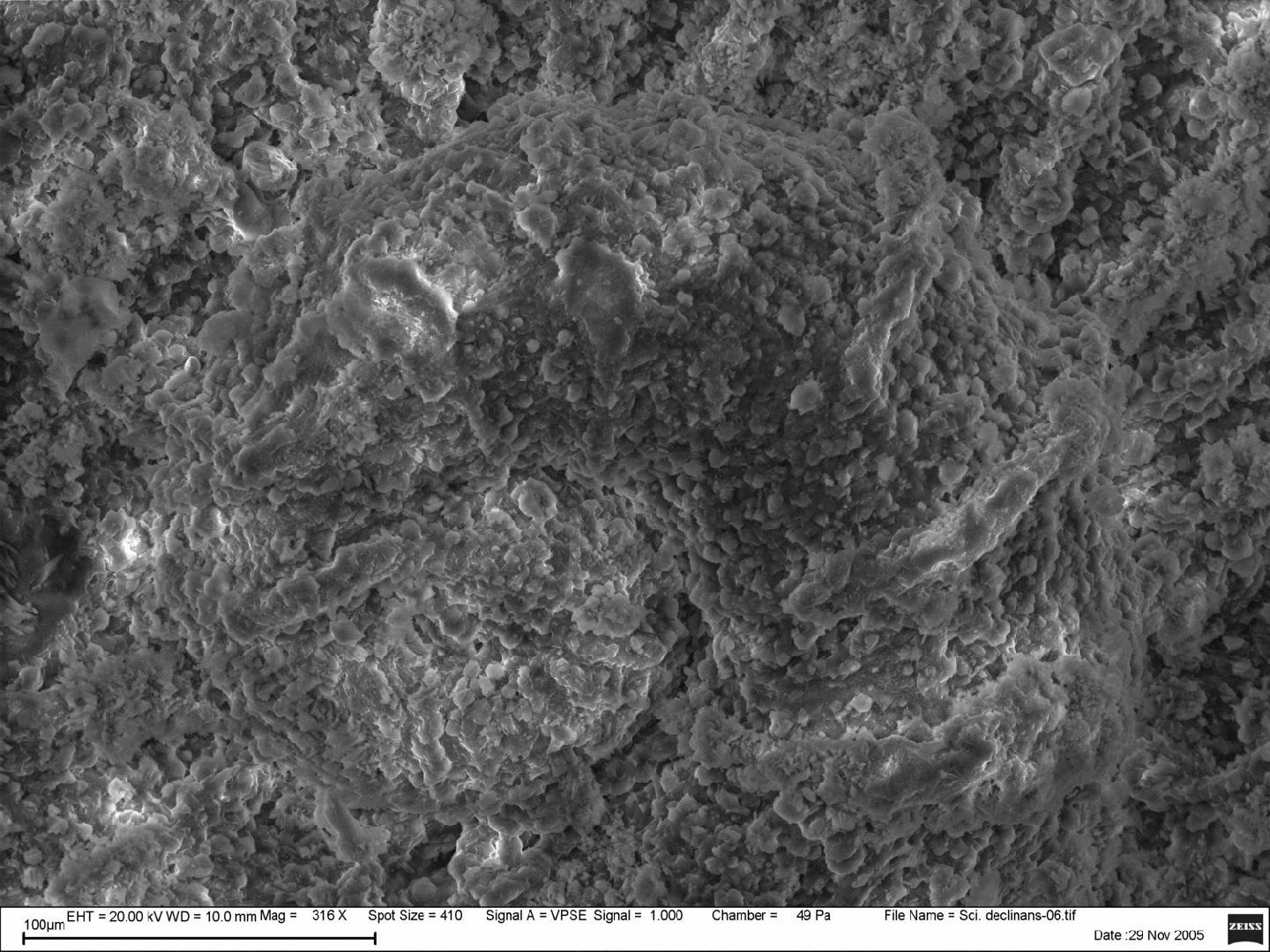 To NHMUK collection (Scissurella declinans R. B. Watson, 1886; LECTOTYPE AND PARALECTOTYPES; NHMUK:ecatalogue:3499648)