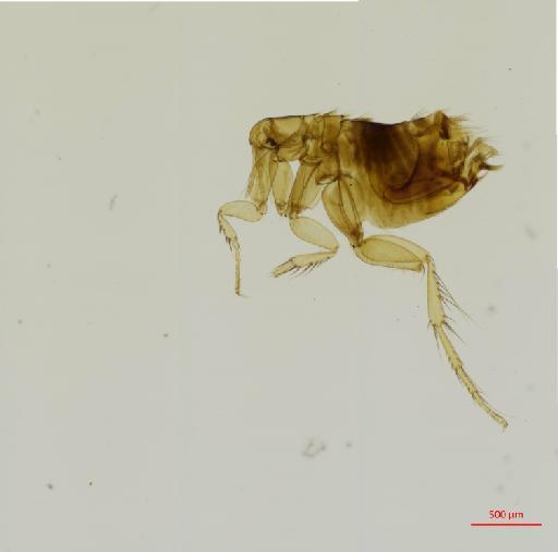 Ectinorus nomisis Smit, 1987 - 010179246_specimen
