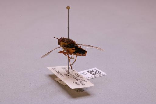 Odontomyia Meigen, 1803 - 013740266_additional_2