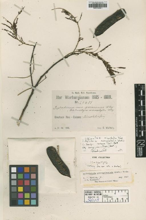 Schleinitzia novo-guineensis (Warb.) Verdc. - BM000946911