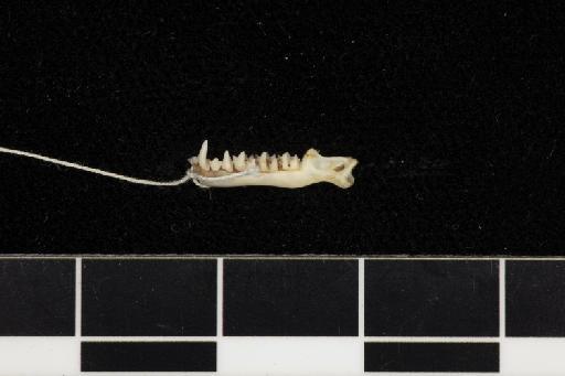 Triaenops persicus Dobson, 1871 - 1876_3_10_3-Triaenops_persicus-Syntype-Skull-mandible-lateral