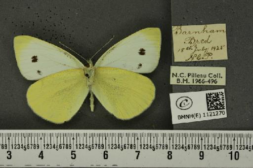 Pieris rapae rapae (Linnaeus, 1758) - BMNHE_1121270_79480