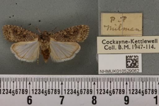Spodoptera exigua ab. variegata Dannehl, 1929 - NHMUK_010529062_a_583002