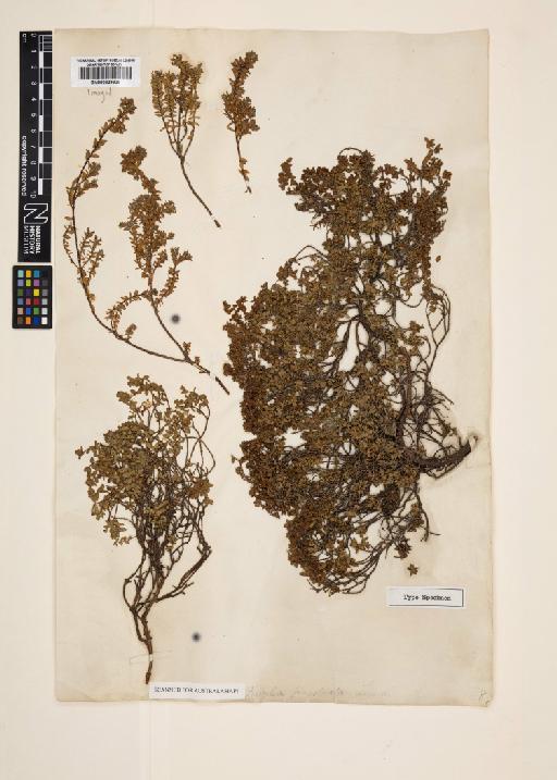 Pimelea prostrata Willd. - 000829829
