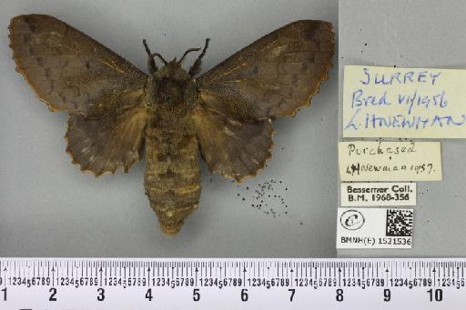 Gastropacha quercifolia (Linnaeus, 1758) - BMNHE_1521536_198492