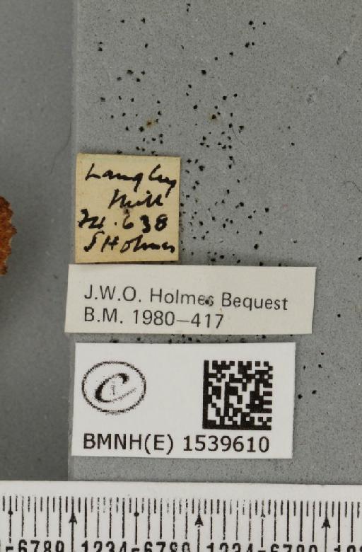 Ptilodon capucina (Linnaeus, 1758) - BMNHE_1539610_label_247190