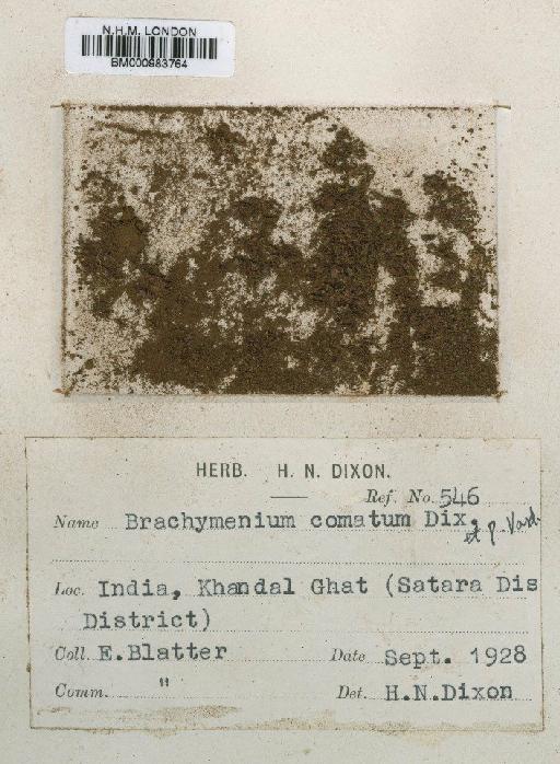Brachymenium comatum Dixon & P.de la Varde - BM000983764