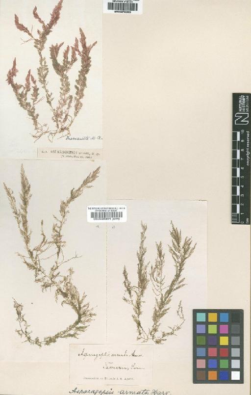 Asparagopsis armata Harv. - BM000569804