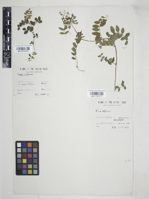 Vicia sepium L. - 015143803