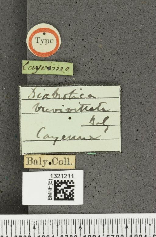 Diabrotica brevivittata Baly, 1890 - BMNHE_1321211_label_19651