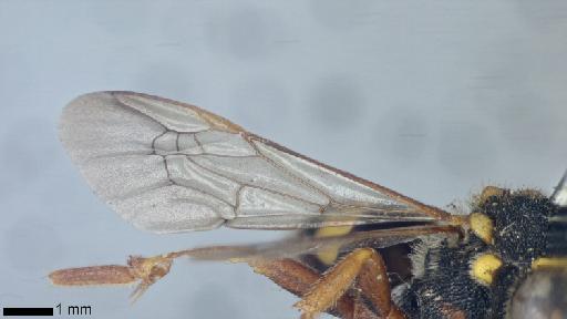 Apis cornigera Kirby, 1802 - Apis_cornigera-NHMUK010815950-holotype-female-right_fore_wing-ventral-1_25x