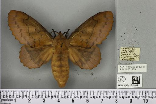 Gastropacha quercifolia (Linnaeus, 1758) - BMNHE_1521421_198306