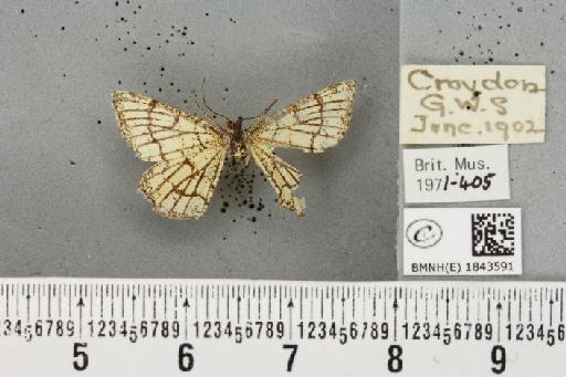 Chiasmia clathrata clathrata ab. declathrata Dahl, 1930 - BMNHE_1843591_424116