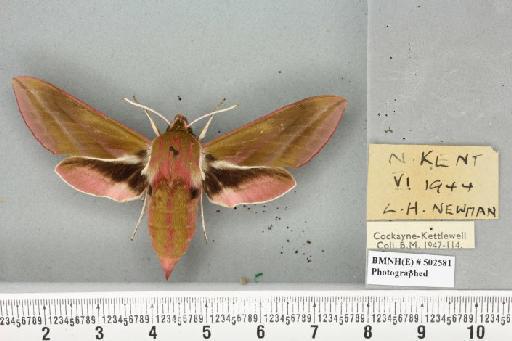 Deilephila elpenor (Linnaeus, 1758) - BMNHE_502581_206468