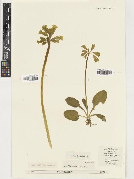 Primula veris L. - BM001037382